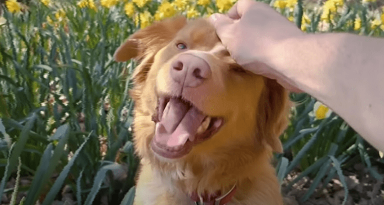 When Dogs Take the Lead: A 70-Minute Thrill Ride